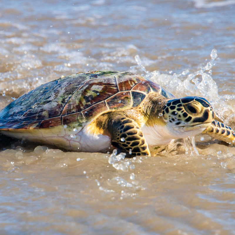 Image for Hatchling Hustle 5K Run and 1 Mile Fun Run